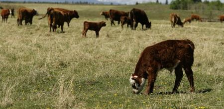 cows and calves on grass