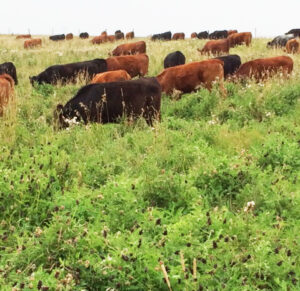 cicer milk vetch cattle pasture forage