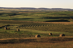 hay field