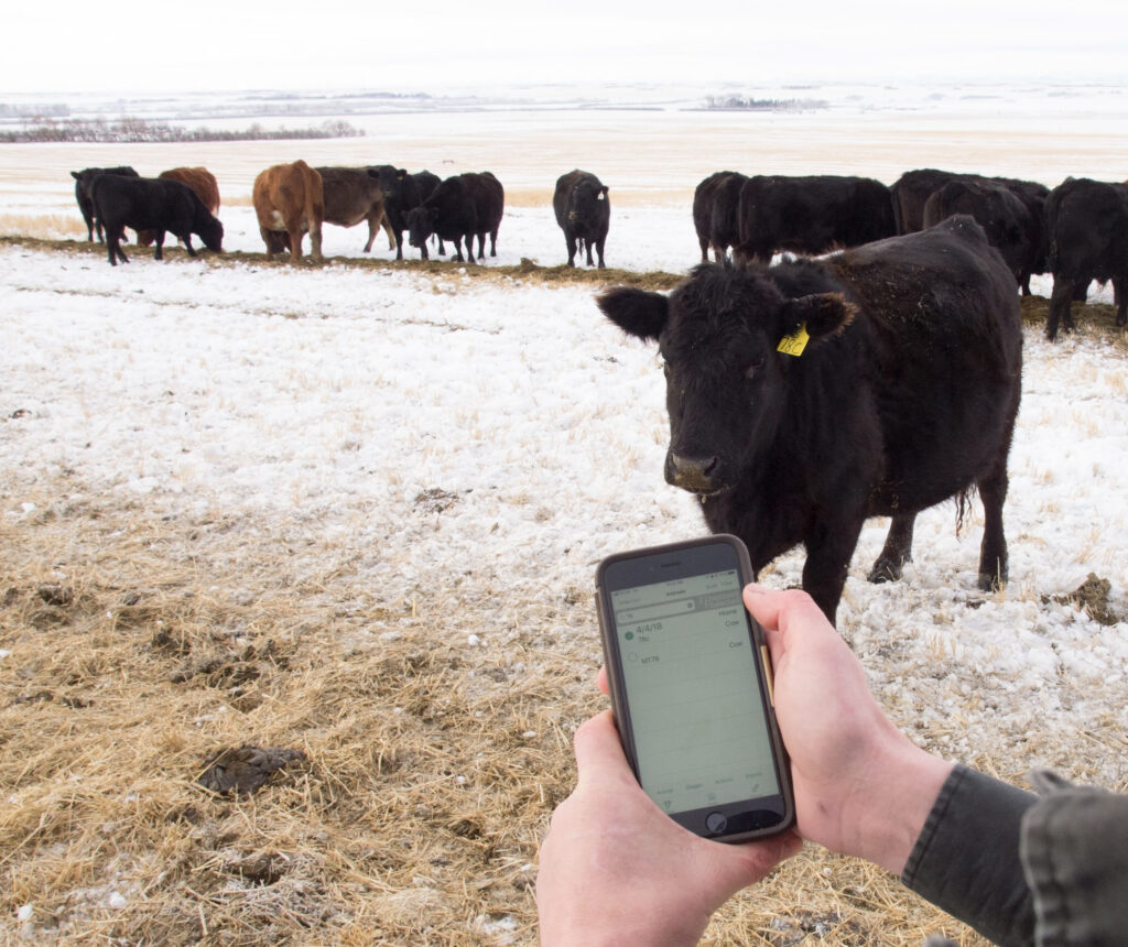 telemedicine for better vet-client-patient-relationship between beef producers and veterinarians