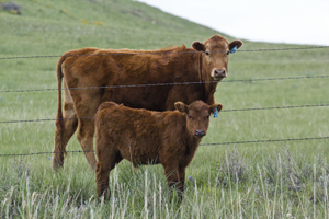 fenceline weaning cow-calf