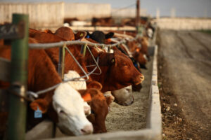 feedlot cattle eating at bunk