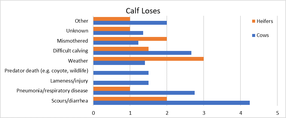 Calf loses