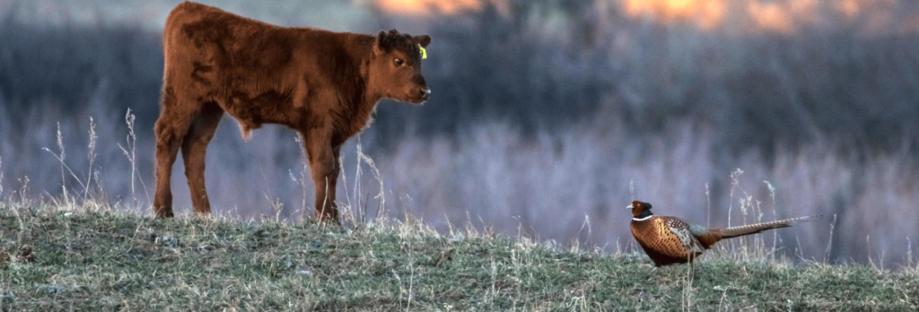 environmental footprint of cattle production