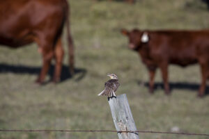 bird on a fence with cattle in background