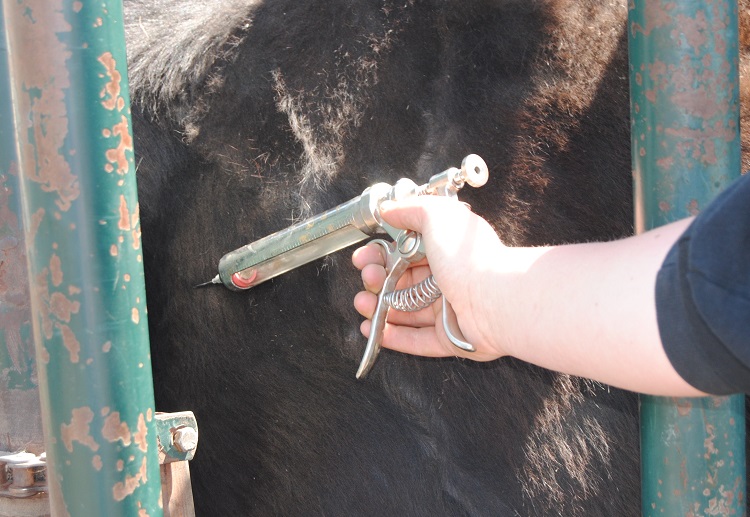 injection technique for beef cattle
