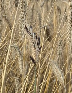 rye infected with ergot