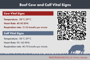 beef cow and calf vital signs