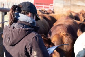 female producer viewing bull sale catalog
