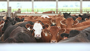 beef cattle in sale barn