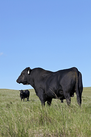 black bulls on green grass