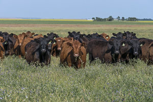 Cows on grass