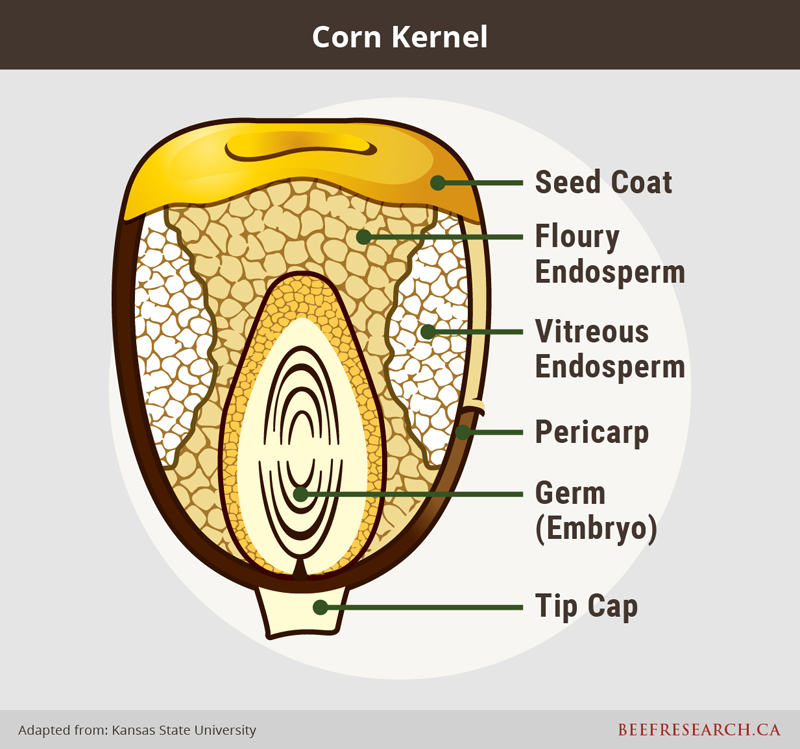 Corn kernel