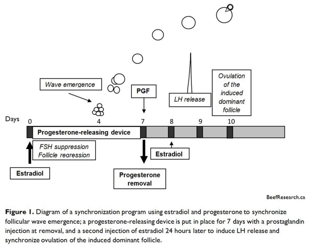 Estradiol-based protocol for fixed time artificial insemination