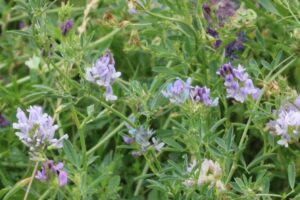 alfalfa for grazing beef cattle