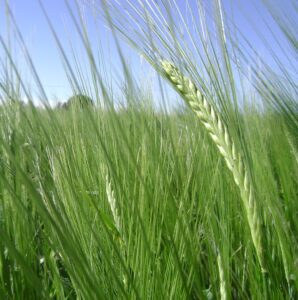 barley field