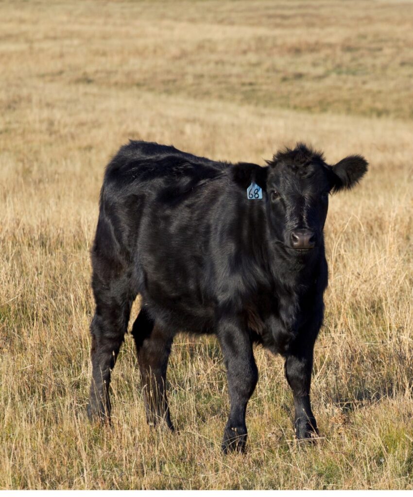 black calf