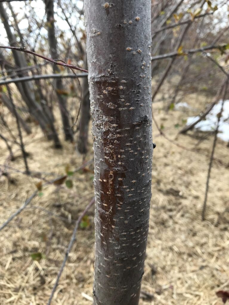 chokecherry