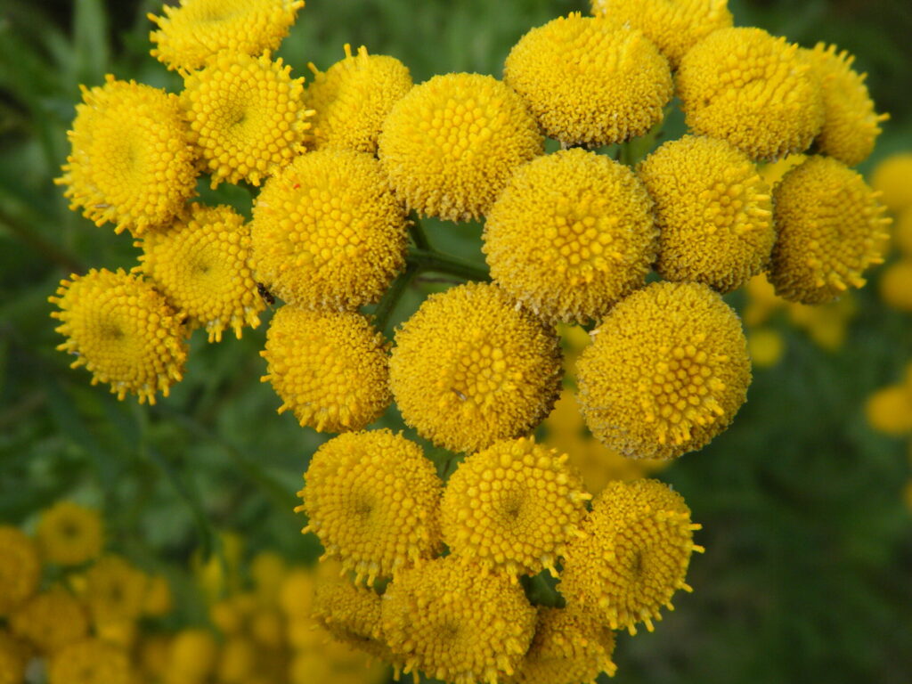 common tansy