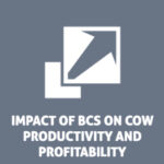 impact of body condition score on cow productivity and profitability