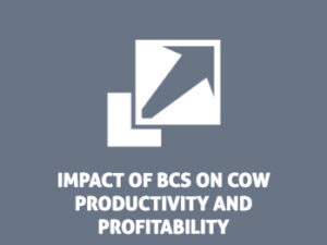 impact of body condition score on cow productivity and profitability