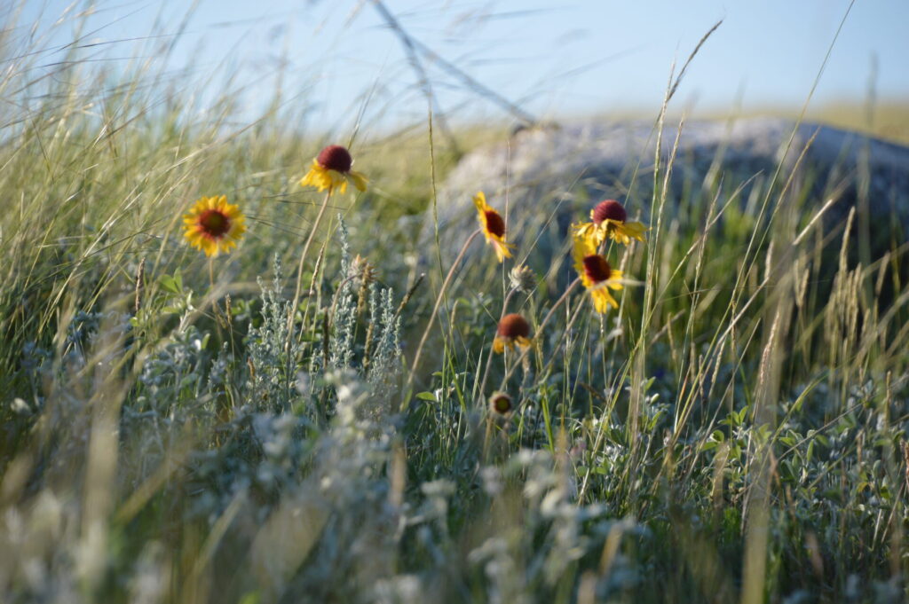 Brown eyed susan flower