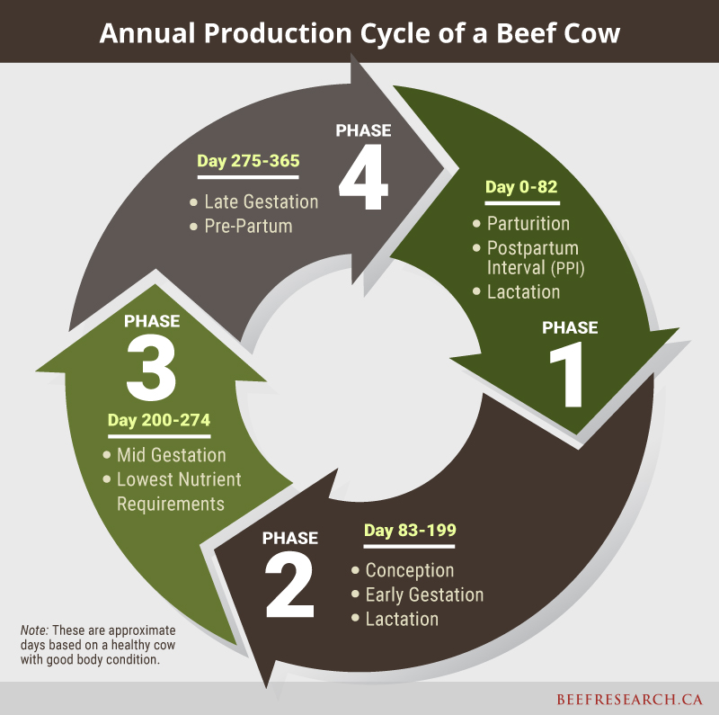 Annual production cycle of a beef cow