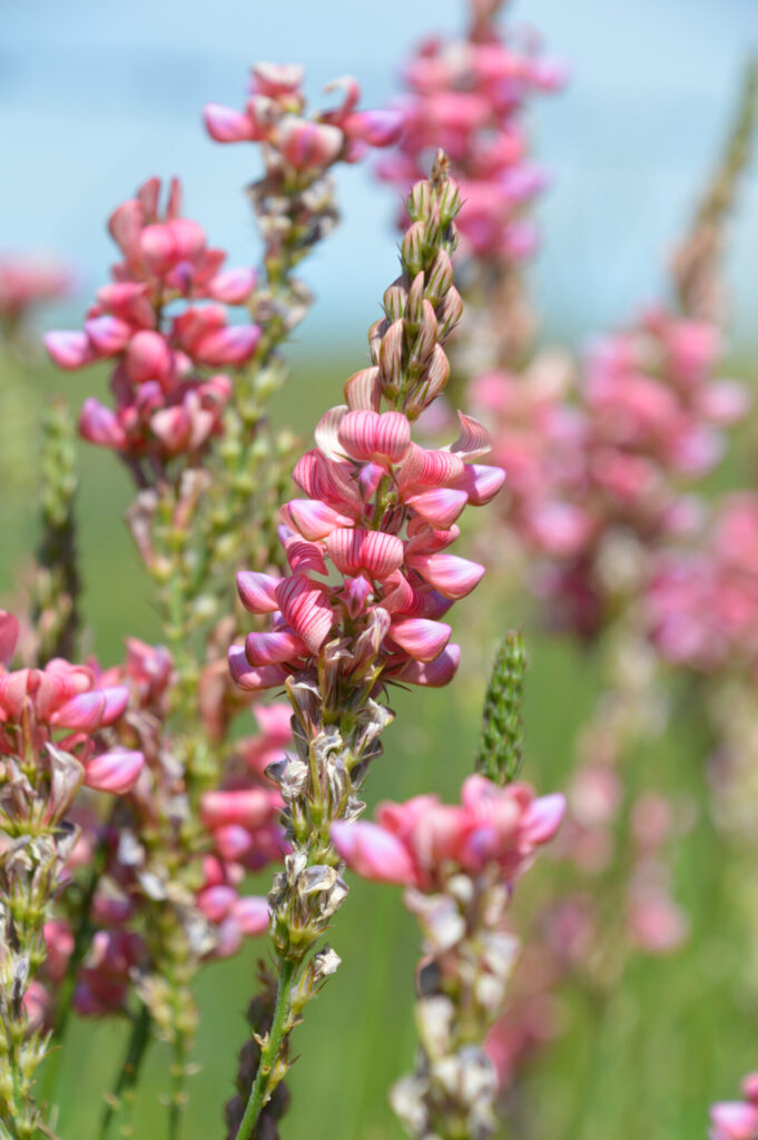 Sainfoin in bloom