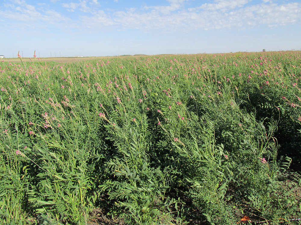 Sainfoin