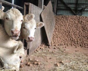 cull potatoes fed to cattle