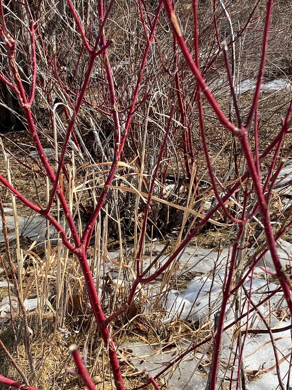 Dogwood shrub provides good forage value