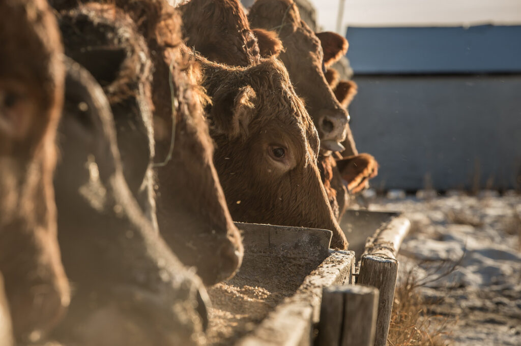 cattle eating at feedlot bunk