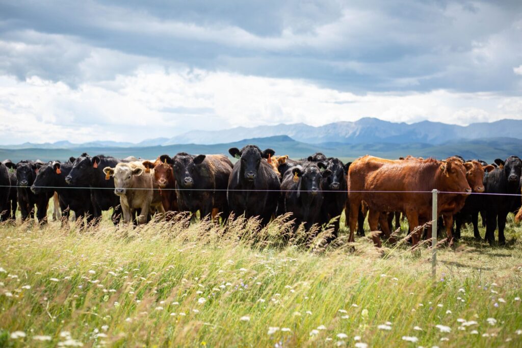 mixed beef cattle herd with mountains in the background