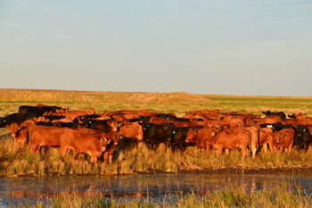 beef cattle herd