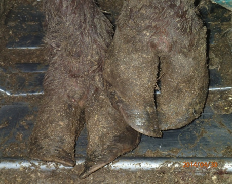 Hoof elongation in beef animal