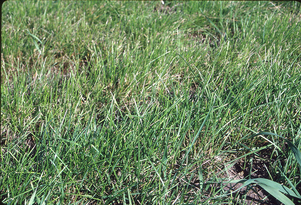 Kentucky bluegrass