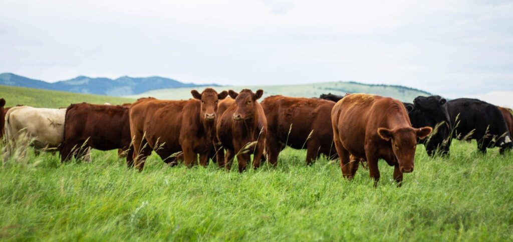 mixed beef cows on green grass