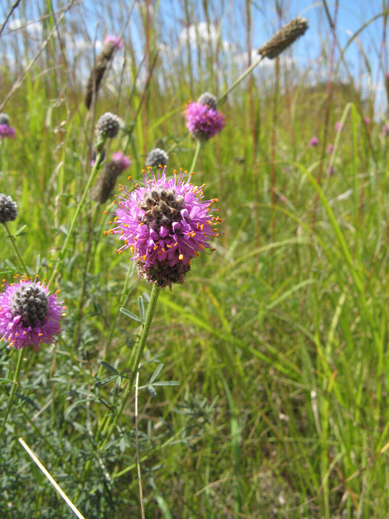 Purple prairie clover