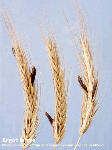 rye feed