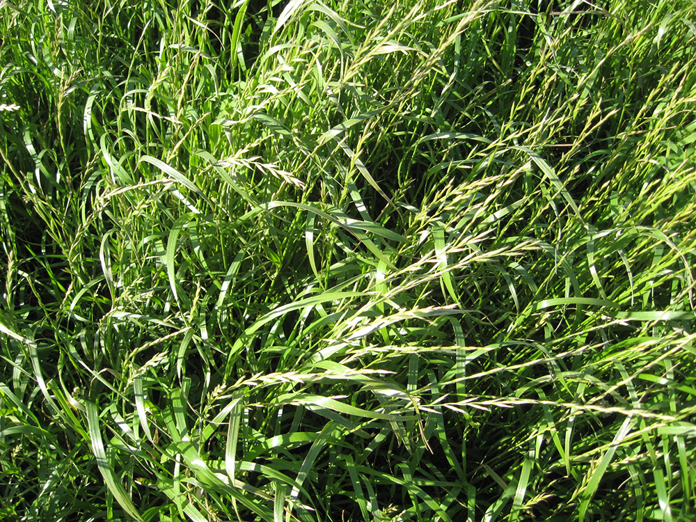 ryegrass