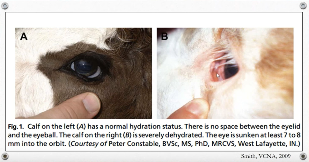 Hydrated vs dehydrated calf