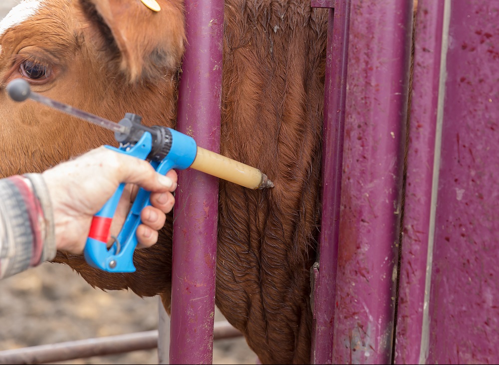 beef cattle antibiotic injection