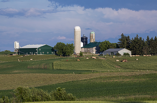 Ontario farmyard with cattle