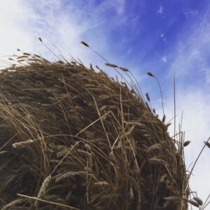 greenfeed bale for livestock feed