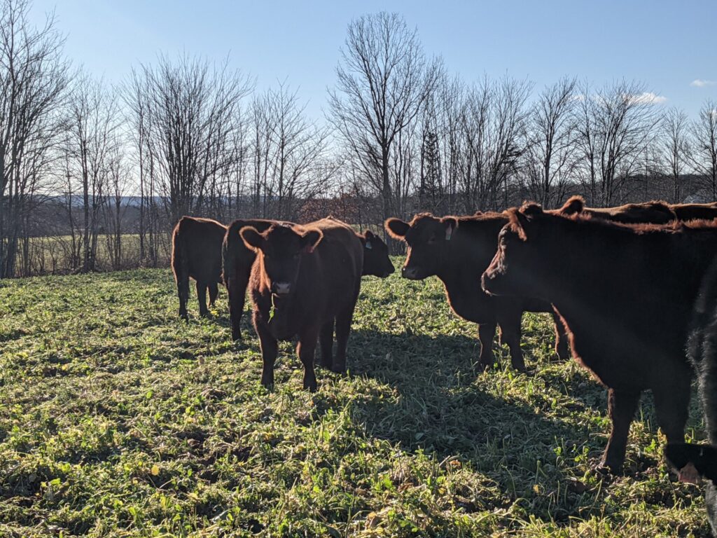 beef cattle grazing annual forage mixtures