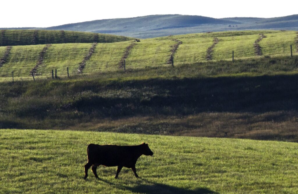 cow walking through green pasture with cut hay in background