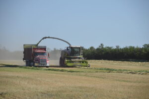 barley silage