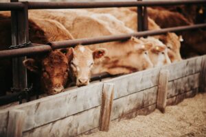 Beef cattle at feeder