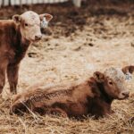 calves on straw