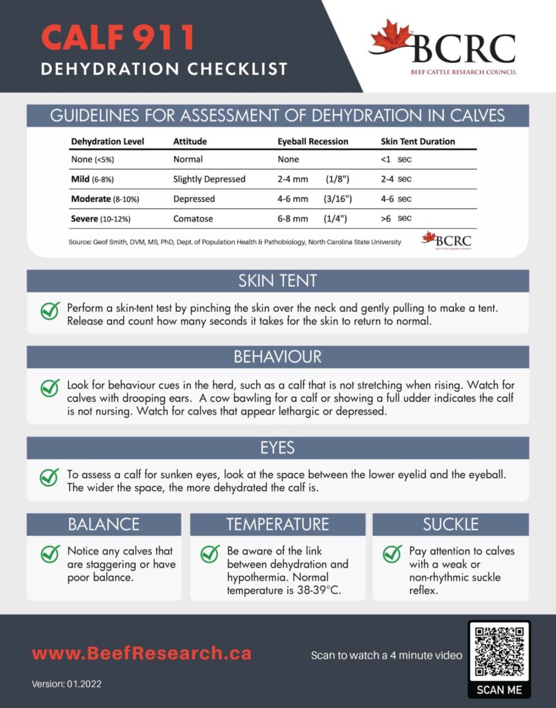 calf dehydration poster